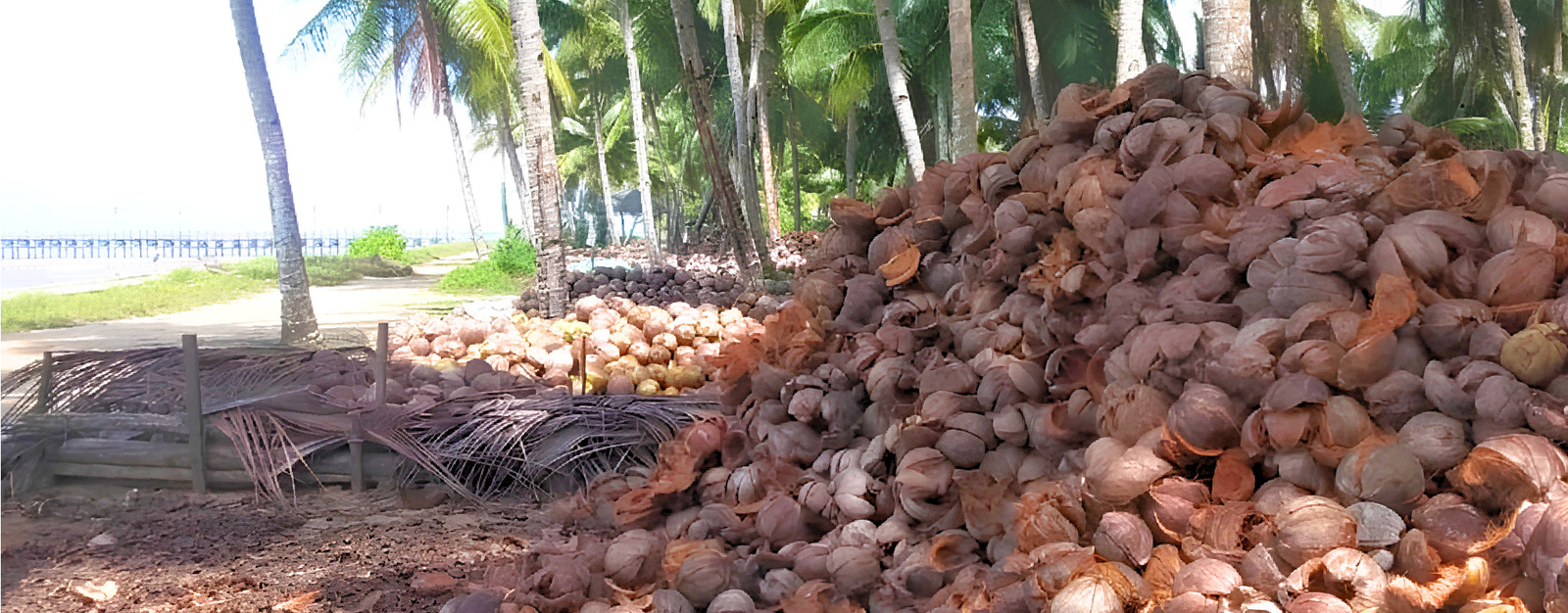 Coconut Husk Pile